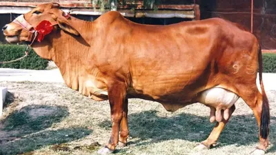 આ દેશી ગાય 1 દિવસમાં આપે છે 80 લીટર દૂધ…જર્સી ગાય પણ ફેલ