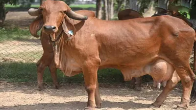 આ છે ભારતની સૌથી વધુ દૂધ આપતી ગાયો  દૂધ વેચીને ખેડૂતો બની રહ્યા છે કરોડપતિ  